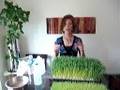 Wheat Grass Part 2