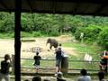 videos de Elefantenparkinson