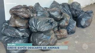 Vinte e sete animais foram encontrados mortos em lixos de Bauru