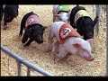 OINK! OINK!