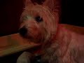 Westie Puppies walking Westie Puppies walking