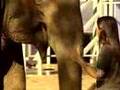 Elephant Sanctuary
