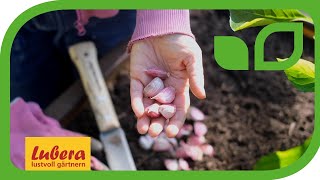 Knoblauch stecken: Tipps für den Anbau im Herbst 