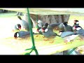 Birds Feeder ~ (Java Finch ) Birds Feeder ~ (Java Finch )