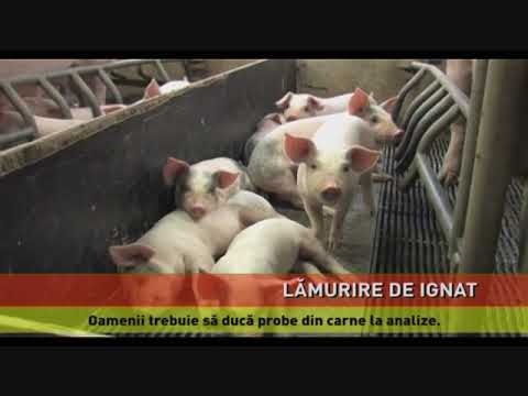 Sacrificarea porcilor de Crăciun nu trebuie asistată de veterinari