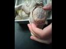 fetal pig dissection