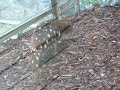 quoll on the move