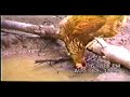 The Dignity, Beauty & Abuse of Chickens Part 1 The Dignity, Beauty & Abuse of Chickens Part 1