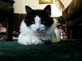My Pretty Cat