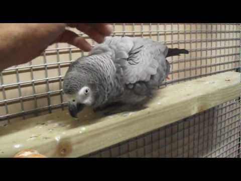 aviary - walk round vid of my aviary 6 african greys ghala cockatoos and loads more all live together no problems.