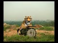 Gecko India