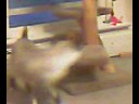 dachshund kicking kittys ass dachshund kicking kittys ass