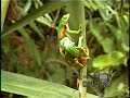 Phyllomedusa distincta desovando com a presença de um macho extra numa das lagoas do Santuário Rã-bugio, em Guaramirim, SC.Instituto Rã-bugio para Conservação da BiodiversidadeJaraguá do Sul, SC http://www.ra-bugio.org.br