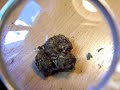 skunk power armario de maria weedtaster jhony cogollo