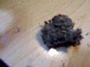 skunk power armario de maria weedtaster jhony cogollo