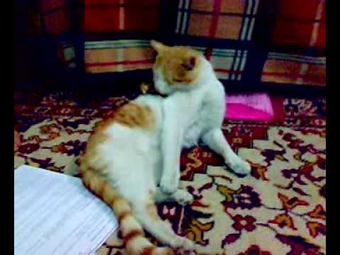 بزونه - بزونة تكره تواجد الحشريين اثناء وقت راحتها قطة حلوة ا.