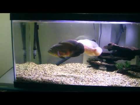 how to grow oscar faster