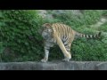 Amur Tiger @Tennoji Zoo Osaka Japan