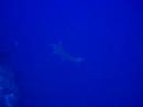 Hammerhead Turks and Caicos