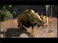Smilodon2