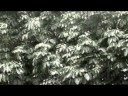 Clipe - Ninguém Pode Me Ver - By Julien Ross Clipe - Ninguém Pode Me Ver - By Julien Ross