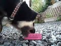 黒豆柴まめすけ　ラバーブラシ.MOV