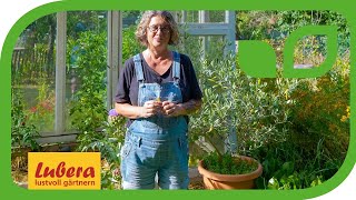 5 Gründe, warum ein Olivenbaum gelbe Blätter bekommt und was hilft