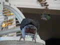 My African Grey Dancing and Singing with Nanna .. Best one yet but many more to come lol My African Grey Dancing and Singing with Nanna .. Best one yet but many more to come lol