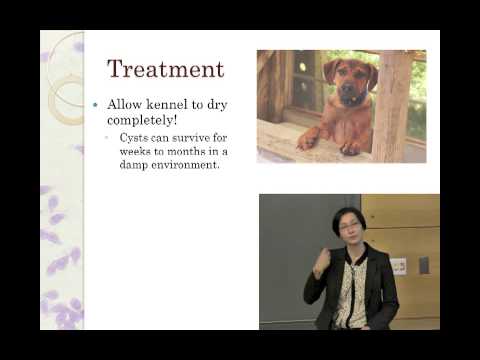 how to cure giardiasis