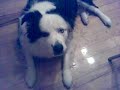 Tuffy - Border Collie - Saying hello!