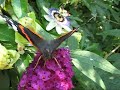 Atalanta vlinder