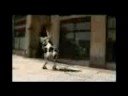 VaCa LoKa (mucha fiebre pocas nueces) VaCa LoKa (mucha fiebre pocas nueces)