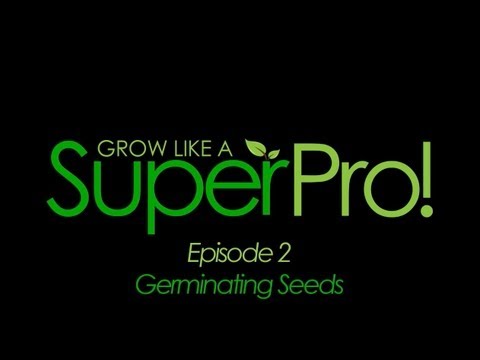 how to grow by hydroponics