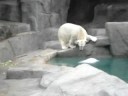 polar bear at the zoo