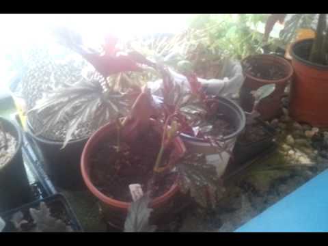 how to transplant willow cuttings