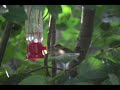 Hummingbird Hummingbird
