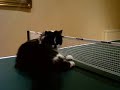 Gizmo the Kitten Gizmo the Kitten