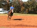 Carolina Sport Horses THREE FREE Bridleless at a horse show
