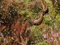 Adder Schrikt Adder Schrikt