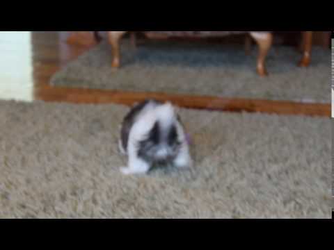 Karson Playful Funloving Little MalShi Boy!