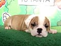 English bulldog For Sale - Brody - http://www.bullcanes.net - ceo@bullcanes.net