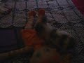 perrita jugando con su muñeca