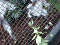 videos de at the zoo