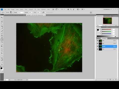 Superimpose Fluorescence Images in Photoshop