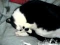 Snoring cat