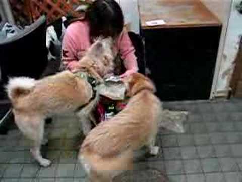 Two is One Dog's Home 08/04/18Youtube(ユーチューブ・ゆーちゅーぶ)・Dailymotion動画