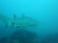 Shark Water Shark Water