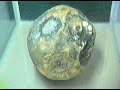 Rotting pawpaw Rotting pawpaw