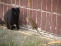 Крыса нападает на группу котэ