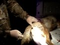Skinning a Coyote
